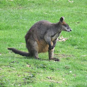 Swamp Wallaby