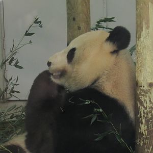 Giant Panda