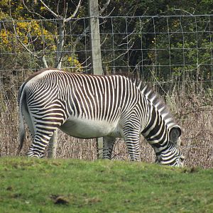Grevy's Zebra