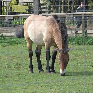 Przewalski's Horse