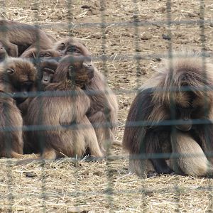 Gelada