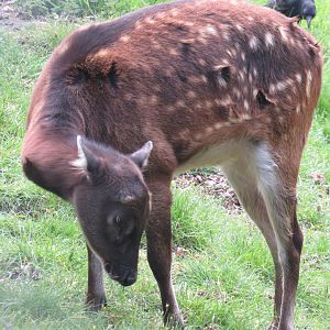 Visayan Spotted Deer