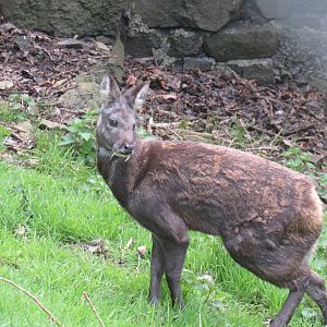 Siberian Musk Deer