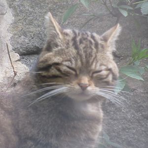 Scottish Wildcat
