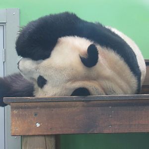 Giant Panda
