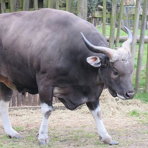 Javan Banteng