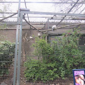 Pied Imperial Pigeon