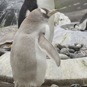 Leucistic Gentoo Penguin