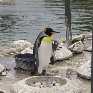 King Penguin and Gentoo Penguin