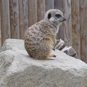 Meerkat