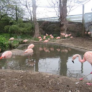 Chilean Flamingo