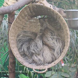 Sloth in a Basket