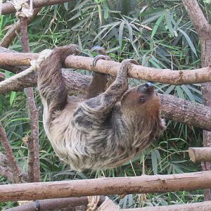 Linnaeus's Two-Toed Sloth