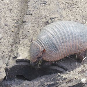Large Hairy Armadillo