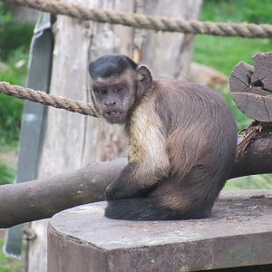 Yellow-Breasted Capuchin