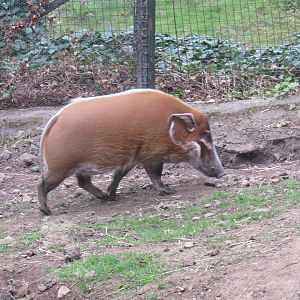 Red River Hog