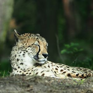 South African cheetah (Acinonyx jubatus jubatus), 2022-06-12