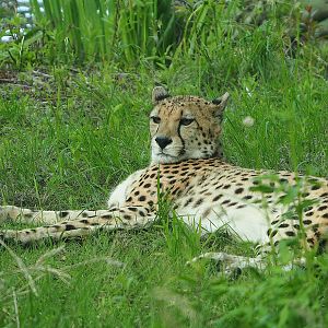 South African cheetah (Acinonyx jubatus jubatus), 2022-06-12