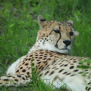 South African cheetah (Acinonyx jubatus jubatus), 2022-06-12