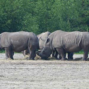 Southern white rhinoceros (Ceratotherium simum simum), 2022-06-12