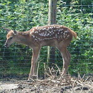 Central European red deer (Cervus elaphus hippelaphus) fawn, 2022-06-12