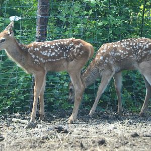 Central European red deer (Cervus elaphus hippelaphus) fawns, 2022-06-12