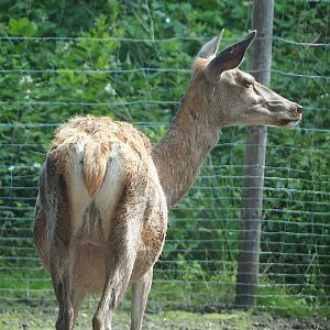 Central European red deer (Cervus elaphus hippelaphus) doe, 2022-06-12