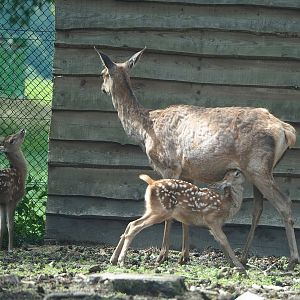 Central European red deer (Cervus elaphus hippelaphus) doe nursing fawn, 2022-06-12