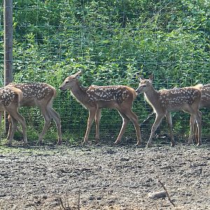 Central European red deer (Cervus elaphus hippelaphus) fawns, 2022-06-12