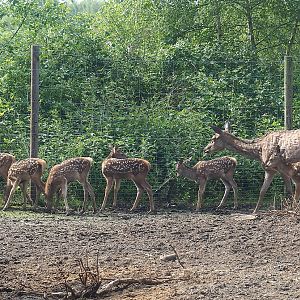 Central European red deer (Cervus elaphus hippelaphus) doe and fawns, 2022-06-12