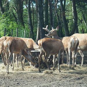 Central European red deer (Cervus elaphus hippelaphus), 2022-06-12