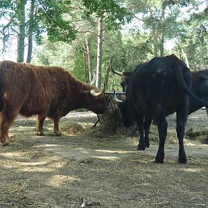 Scottish Highland cattle and Heck cattle (Bos taurus), 2022-06-12