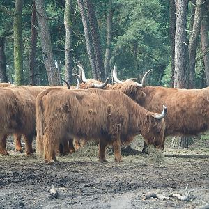 Scottish Highland cattle (Bos taurus), 2022-06-12