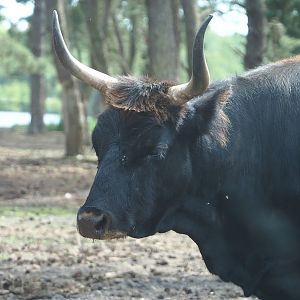 Heck cattle (Bos taurus), 2022-06-12
