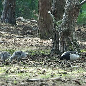 Wild Barnacle geese (Branta leucopsis), 2022-06-12