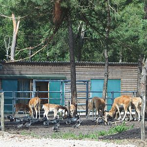 Javan Banteng barn, 2022-06-12