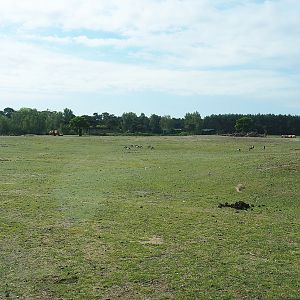 Multi-hectare mixed Asian paddock - Plains section, 2022-06-12