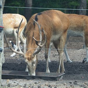 Père David's deer (Elaphurus davidianus) stag, 2022-06-12