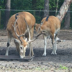 Père David's deer (Elaphurus davidianus) stag and doe, 2022-06-12