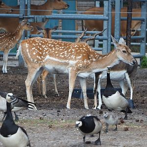 Mesopotamian fallow deer (Dama mesopotamica), 2022-06-12