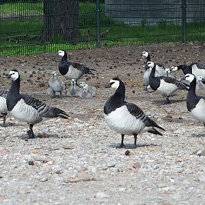 Wild Barnacle geese (Branta leucopsis), 2022-06-12