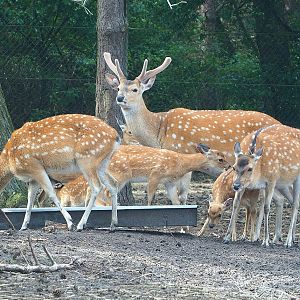 Vietnamese sika deer (Cervus hortulorum pseudaxis), 2022-06-12