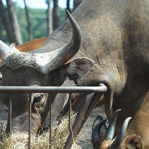 Javan banteng (Bos javanicus javanicus) bull, 2022-06-12
