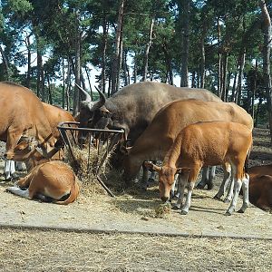 Javan bantengs (Bos javanicus javanicus), 2022-06-12