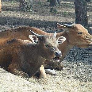 Javan bantengs (Bos javanicus javanicus), 2022-06-12