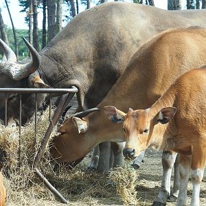 Javan bantengs (Bos javanicus javanicus), 2022-06-12