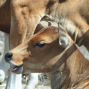 Javan banteng (Bos javanicus javanicus), 2022-06-12