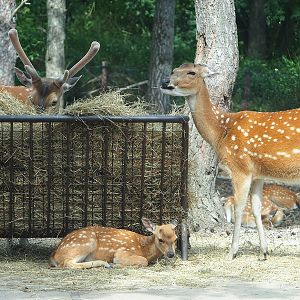 Vietnamese sika deer (Cervus hortulorum pseudaxis), 2022-06-12