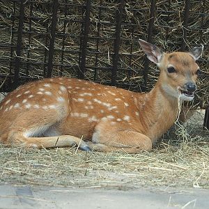 Juvenile Vietnamese sika deer (Cervus hortulorum pseudaxis), 2022-06-12
