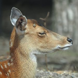 Vietnamese sika deer (Cervus hortulorum pseudaxis), 2022-06-12